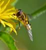 Syrphus vitripennis